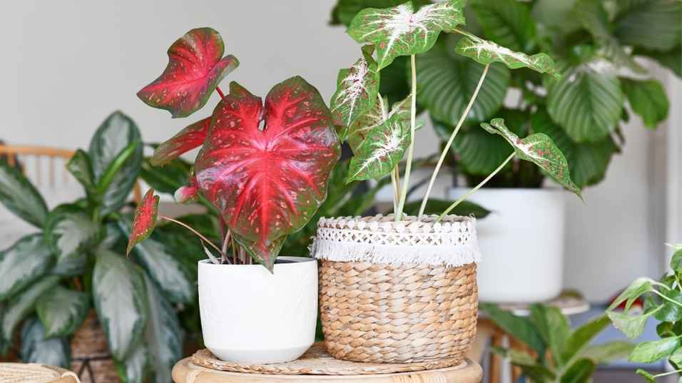 ต้นบอนสี Caladium Red Flash