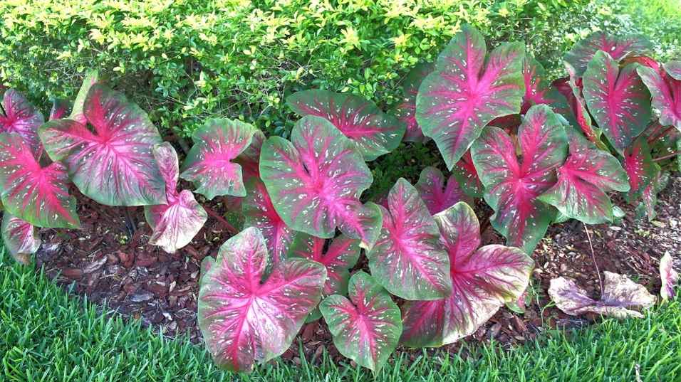 ต้นบอนสี Caladium bicolor