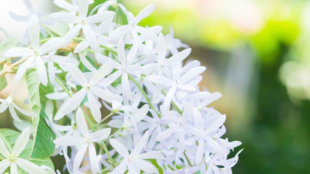 Petrea arborea