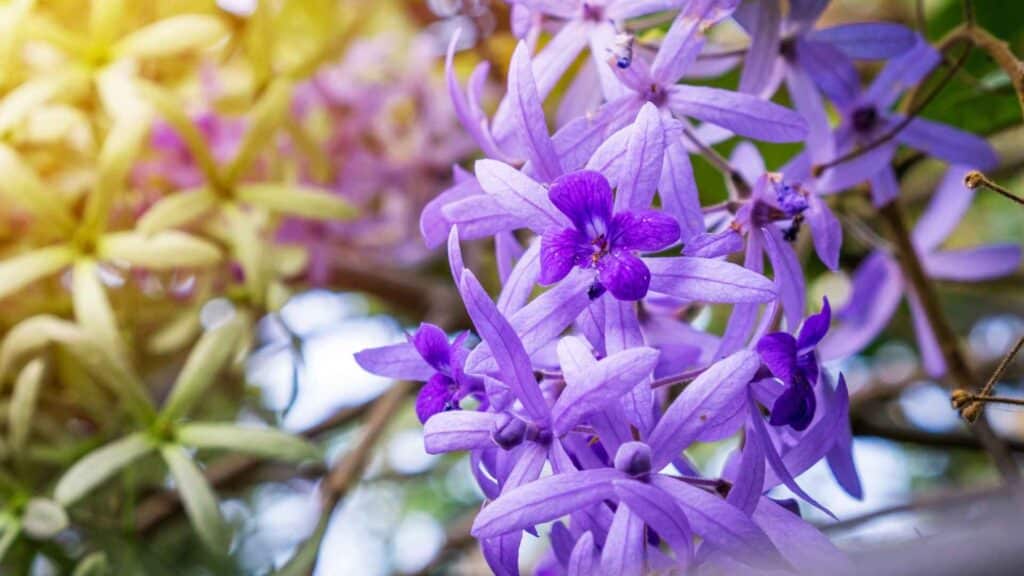 Petrea pubescens