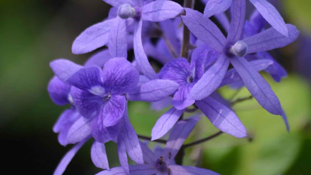 Petrea volubilis