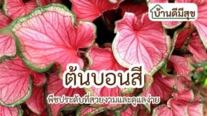 ต้นบอนสี